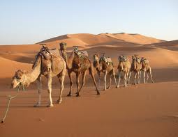 Group Of Camels Called 17